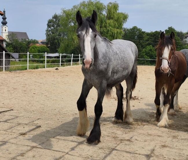 Wunderschöne Shire Horse Stuten suchen Traumzuhause, Manuel, Horses For Sale, Seefeld in Tirol