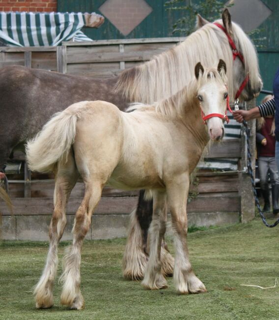 Wunderschöner Silver Jährling, Tina, Horses For Sale, Calden, Image 3