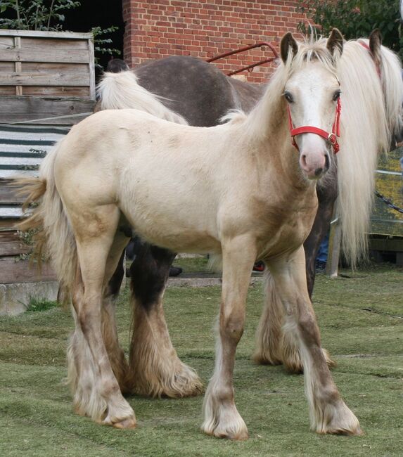 Wunderschöner Silver Jährling, Tina, Horses For Sale, Calden, Image 5
