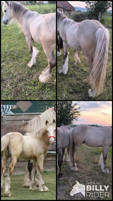 Wunderschöner Silver Jährling, Tina, Horses For Sale, Calden, Image 7