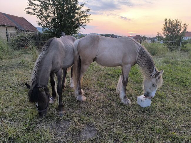 Wunderschöner Silverdapple Jährling, Tina, Horses For Sale, Calden, Image 4