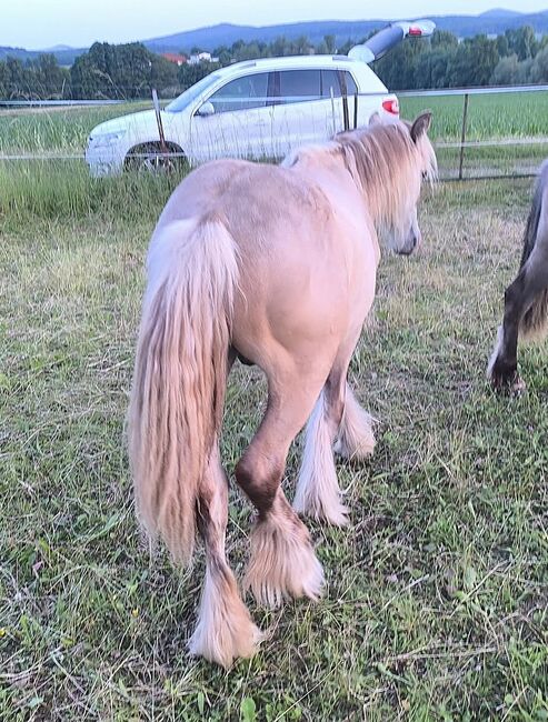 Wunderschöner Silverdapple Jährling, Tina, Horses For Sale, Calden, Image 6