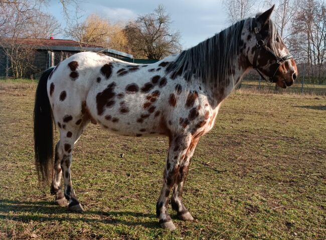 Wunderschönes Kleinpferd in Sonderlackierung, Apollo Eger, Horses For Sale, Nickelsdorf , Image 3