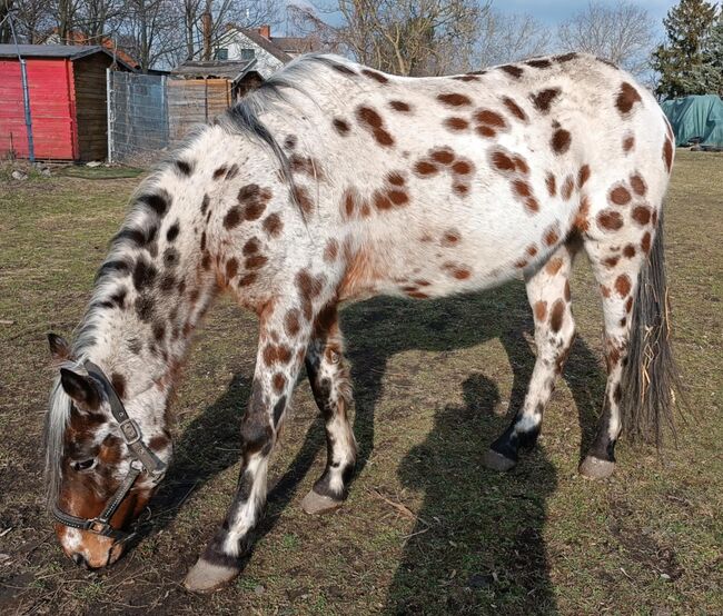 Wunderschönes Kleinpferd in Sonderlackierung, Apollo Eger, Horses For Sale, Nickelsdorf , Image 6