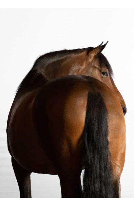 Wunderschöne Spanierin L-Level, ISPA - Iberische Sportpferde Agentur (ISPA - Iberische Sportpferde Agentur), Horses For Sale, Bedburg, Image 2