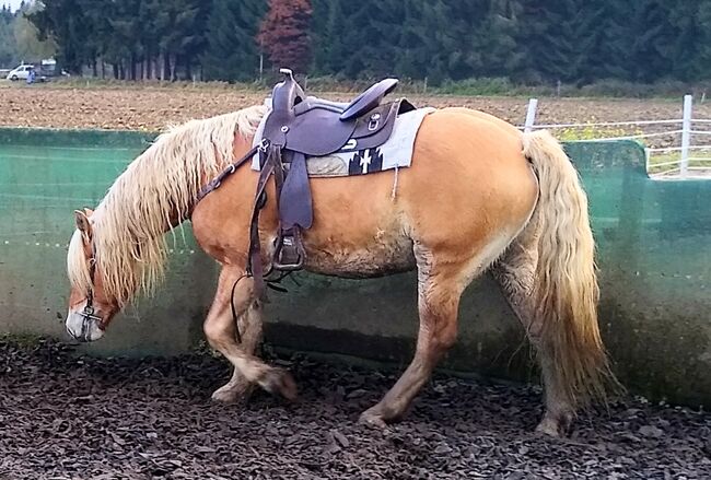 Bildschöner temperamentvoller Edelbluthaflinger-Wallach, 11 Jahre, Michaela, Horses For Sale, Taching, Image 14