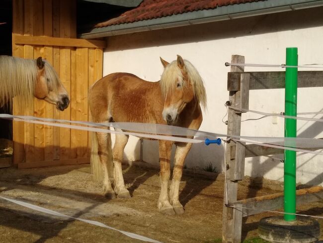 Bildschöner temperamentvoller Edelbluthaflinger-Wallach, 11 Jahre, Michaela, Horses For Sale, Taching, Image 19