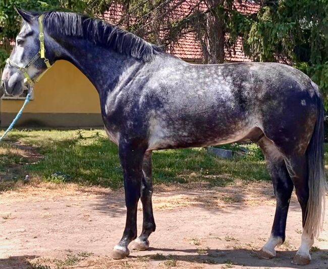 Beautiful sport gelding with prime pedigree, Teri, Pferd kaufen, Edmond