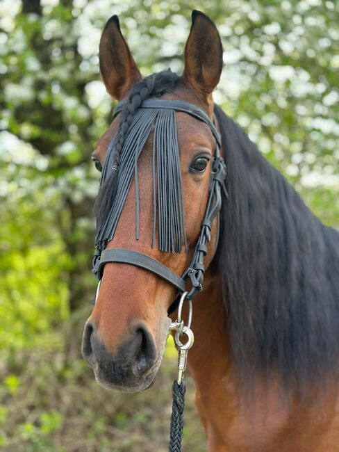 Traumschöner Hengst, Wiebke , Horses For Sale, Issum, Image 4