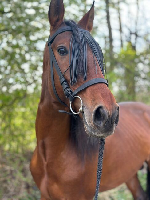 Traumschöner Hengst, Wiebke , Horses For Sale, Issum, Image 2