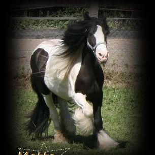 Wunderschöne Ster Stute, Tina, Horses For Sale, Calden
