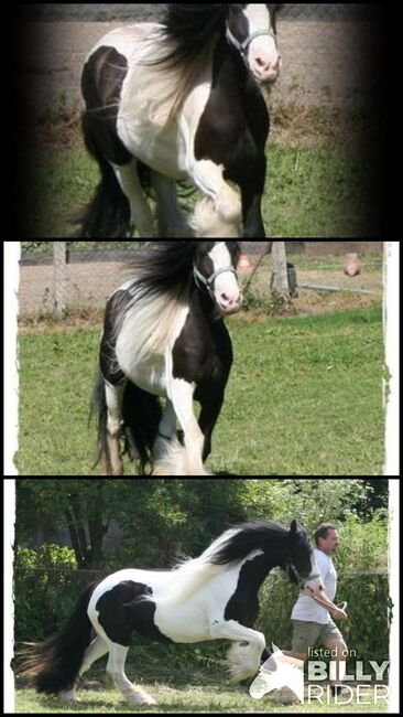 Wunderschöne Ster Stute, Tina, Horses For Sale, Calden, Image 4