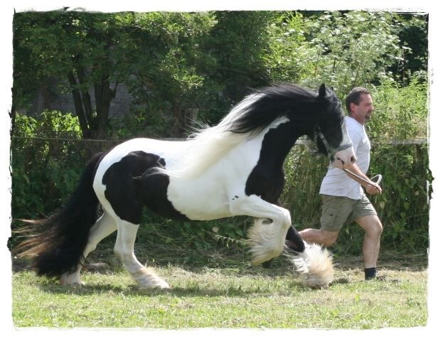 Wunderschöne Ster Stute, Tina, Horses For Sale, Calden, Image 2