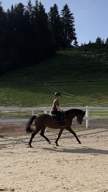 Bildschöner & super rittiger 3 jähriger Wallach von Accordelli, Natalie Bernhard , Horses For Sale, Sigmarszell, Image 3