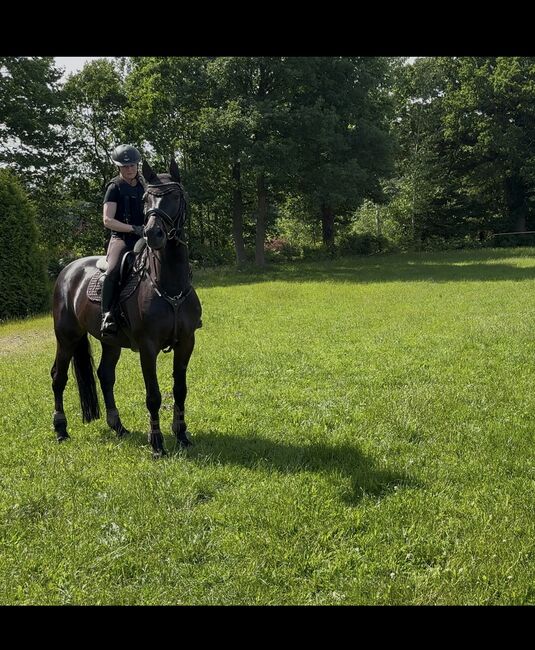 Wunderschönen Talentierten Wallach, Sabrina Schröder, Horses For Sale, Sande , Image 3