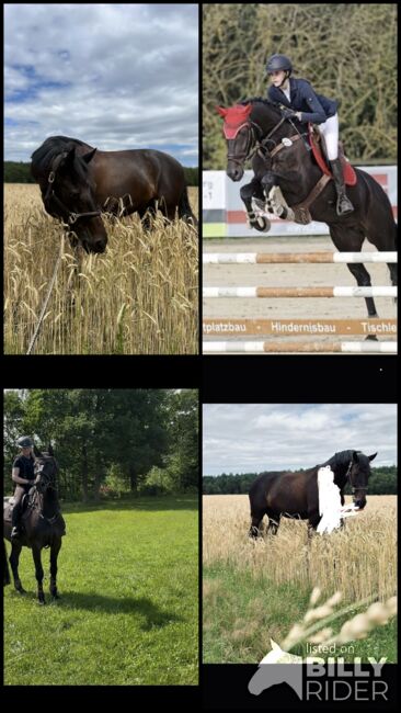 Wunderschönen Talentierten Wallach, Sabrina Schröder, Horses For Sale, Sande , Image 5