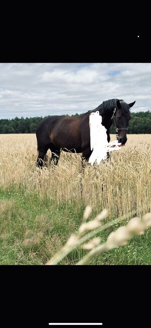 Wunderschönen Talentierten Wallach, Sabrina Schröder, Horses For Sale, Sande , Image 4