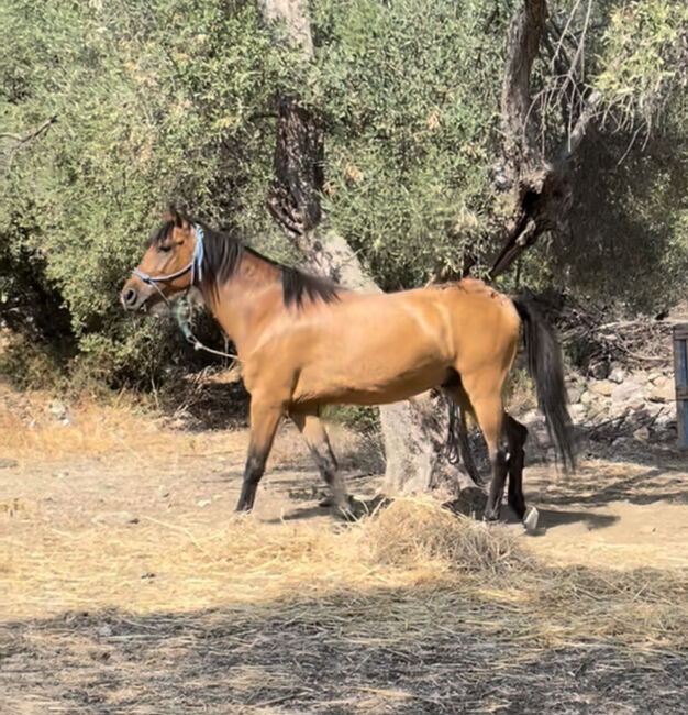 Wunderschöner Vollblut-Pony-Mix Wallach sucht zuhause, Anna, Horses For Sale, Mytilini, Image 3