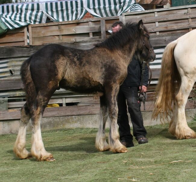 Wunderschöner Tinkerhengst, Tina, Horses For Sale, Calden, Image 3