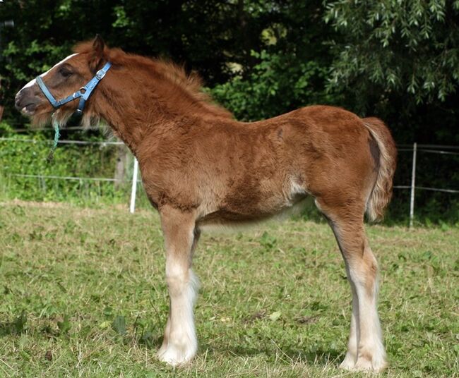 Wunderschöner Tinkerhengst, Tina, Horses For Sale, Calden, Image 8
