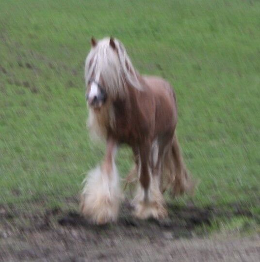 Wunderschöner Tinkerhengst, Tina, Horses For Sale, Calden, Image 9