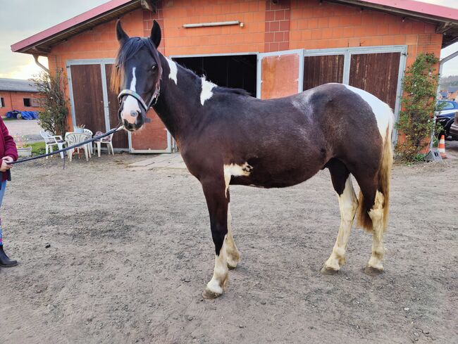 Wunderschöner Tinker x Lewitzer Hengst aus 2024, Caro , Horses For Sale, Geratal, Image 3