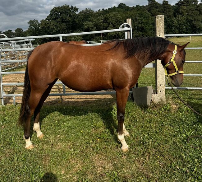 Bildhübsche Topsail Whiz Enkelin, Kerstin Rehbehn (Pferdemarketing Ost), Horses For Sale, Nienburg, Image 3