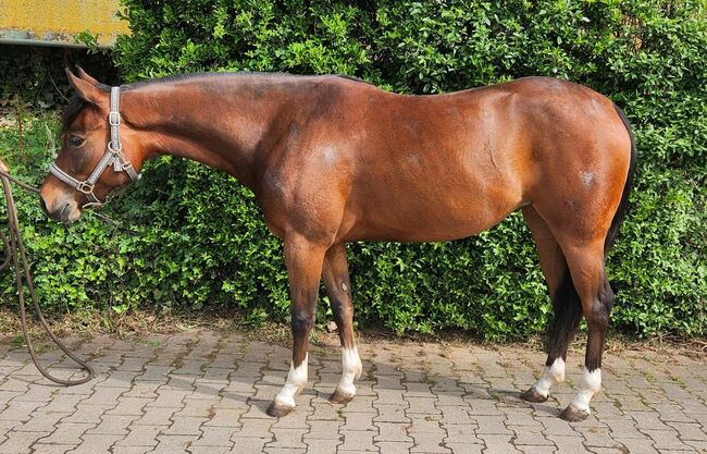 Bildhübsche Topsail Whiz Enkelin, Kerstin Rehbehn (Pferdemarketing Ost), Horses For Sale, Nienburg, Image 2