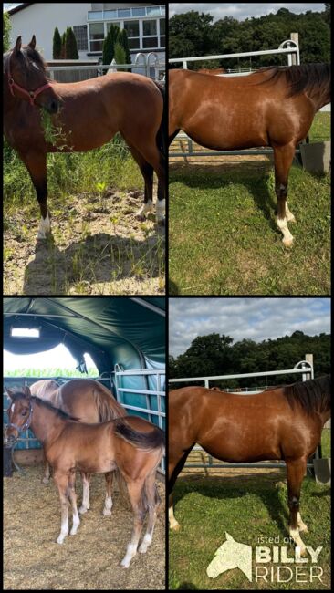 Bildhübsche Topsail Whiz Enkelin, Kerstin Rehbehn (Pferdemarketing Ost), Horses For Sale, Nienburg, Image 16