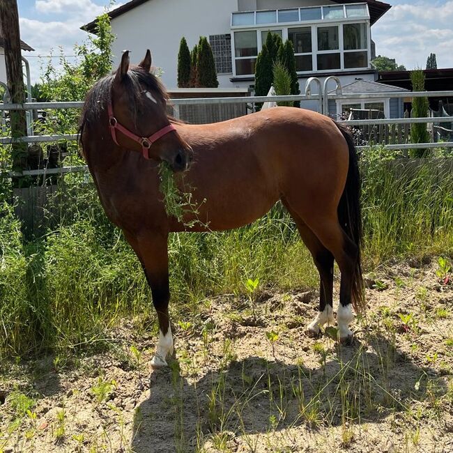 Bildhübsche Topsail Whiz Enkelin, Kerstin Rehbehn (Pferdemarketing Ost), Horses For Sale, Nienburg