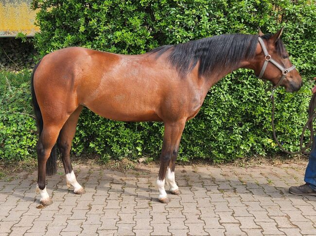 Bildhübsche Topsail Whiz Enkelin, Kerstin Rehbehn (Pferdemarketing Ost), Horses For Sale, Nienburg