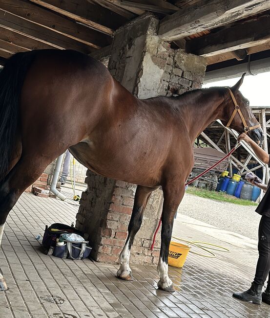 Wunderschöne Traberstute, Christiane , Horses For Sale, Pla De Sant Jordi, Image 3