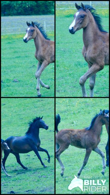 Wunderschönes Warmblut Hengstfohlen, Stefanie Schraut, Horses For Sale, Mönchhof, Image 7