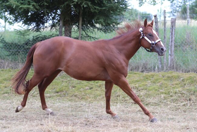 Wunderschöne, weit entwickelte Quarter Horse Stute mit excellenter Abstammung, Kerstin Rehbehn (Pferdemarketing Ost), Horses For Sale, Nienburg, Image 3