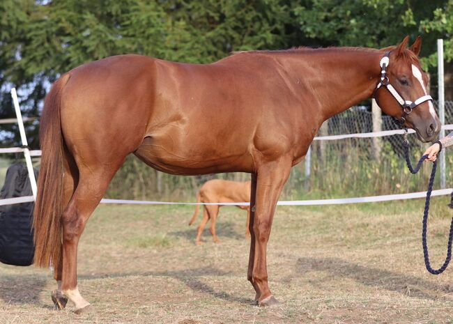Wunderschöne, weit entwickelte Quarter Horse Stute mit excellenter Abstammung, Kerstin Rehbehn (Pferdemarketing Ost), Horses For Sale, Nienburg, Image 10