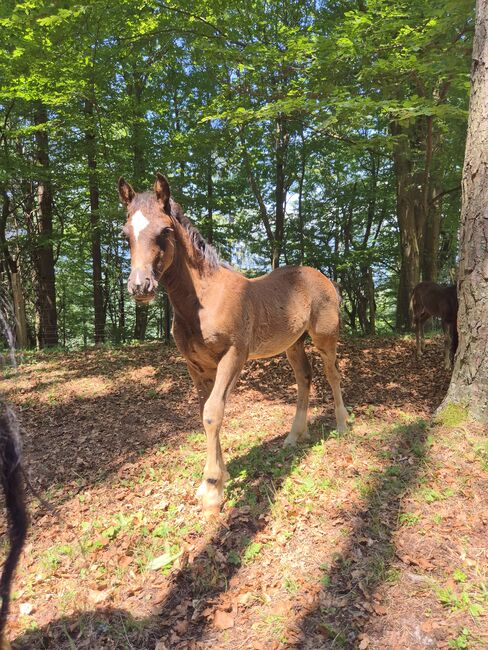 Wunderschönes Reitpony Stutfohlen, Welsh Cob, Karina Fischer, Horses For Sale, DROBOLLACH 