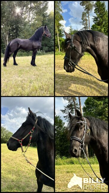 Bildschöner XL Friese, KFPS Papier, Nadine Langmeier , Horses For Sale, Saalfelden , Image 8