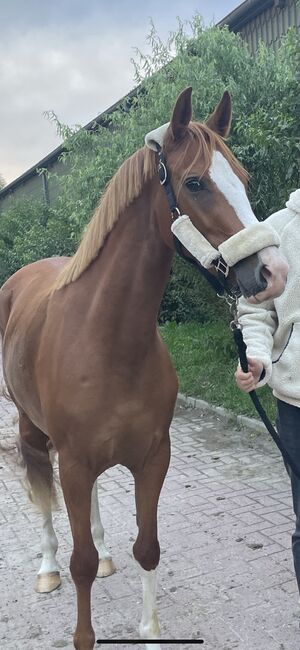 Wunderschönes XXL Pony zu verkaufen, Anna, Horses For Sale, Hamburg , Image 2