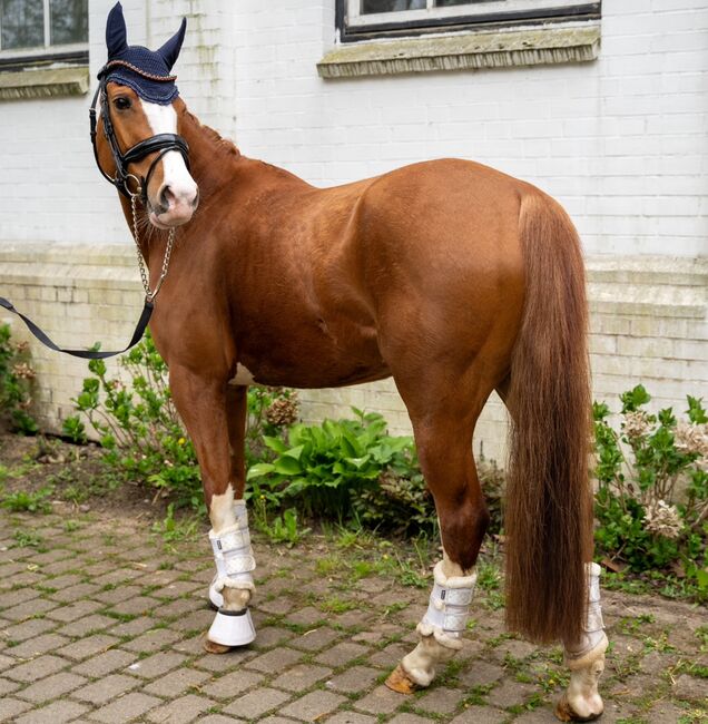 Wunderschönes XXL Pony zu verkaufen, Anna, Horses For Sale, Hamburg , Image 3