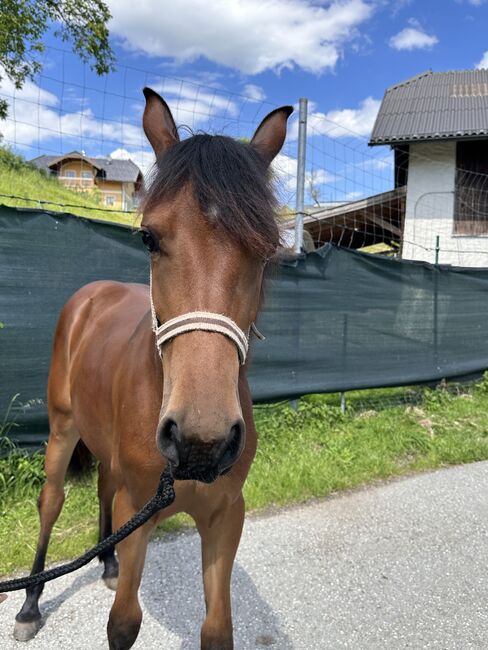 Schöne junge Stute zu verkaufen, Friedhelm Hanusch , Horses For Sale, Feldkirchen, Image 5