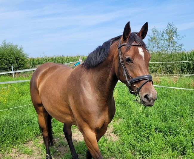 Wunderschöne Nachwuchsstute, Wolfram Grunwald , Horses For Sale, Altlüdersdorf , Image 2