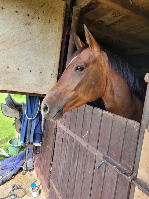 Wunderschöne Nachwuchsstute, Wolfram Grunwald , Horses For Sale, Altlüdersdorf , Image 3