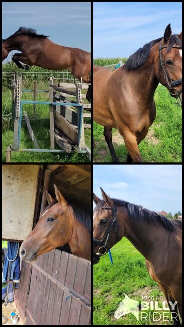 Wunderschöne Nachwuchsstute, Wolfram Grunwald , Horses For Sale, Altlüdersdorf , Image 6