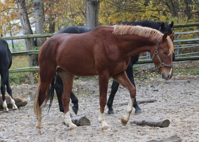 Bildschöner Junghengst von De Niro Gold zum selber ausbilden, Quadriga Dressurpferde  (Quadriga Dressurpferde ), Horses For Sale, Radeburg, Image 2