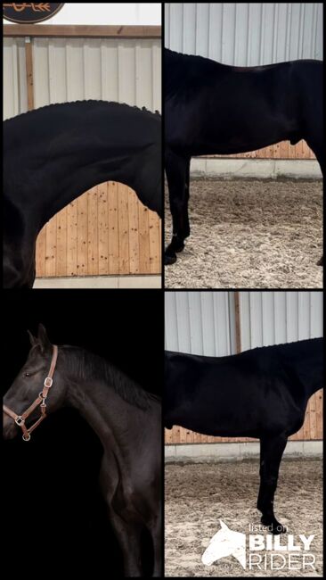 Bildschöner Youngster zum Losreiten mit tollem Charakter, Vicky, Horses For Sale, Wien, Alsergrund, Image 6