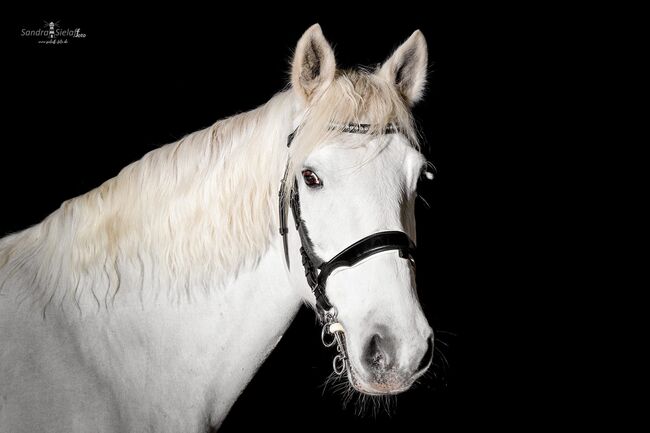 Wunderschönea Connemara Pony zu verkaufen, Mariella Mand , Horses For Sale, Lunden, Image 2