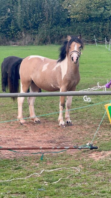 Beautifully marked yearling filly, Emma, Konie na sprzedaż, Taunton