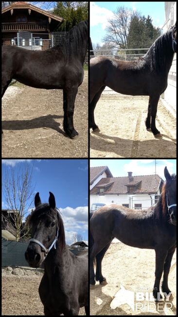 Schönheit Gelina sucht Lebensplatz, Friedhelm Hanusch , Horses For Sale, Feldkirchen, Image 6