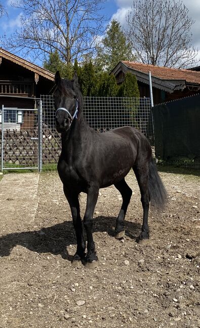 Schönheit Gelina sucht Lebensplatz, Friedhelm Hanusch , Horses For Sale, Feldkirchen, Image 5