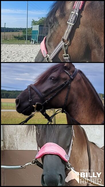 Werde Teil der Ausbildung einer talentierten Ponystute!, Anni, Horse Sharing, Ehningen, Image 4